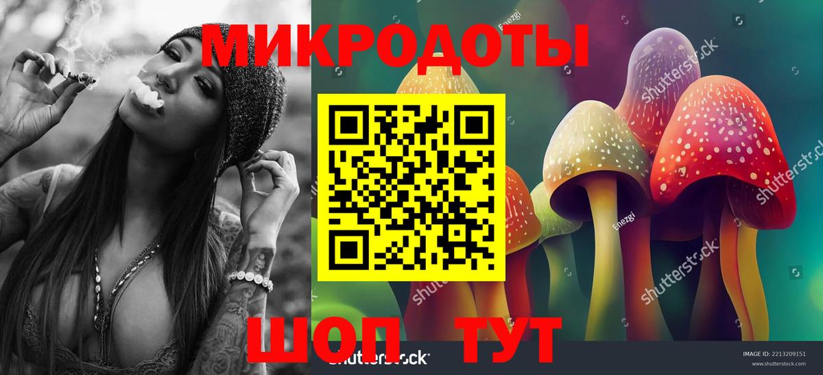 Псилоцибиновые грибы Psilocybe Гатчина
